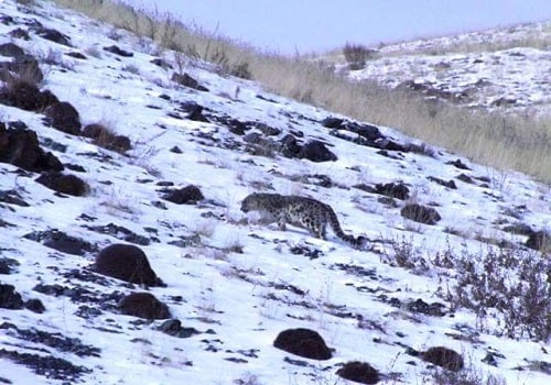 snow leopard in western Mongolia