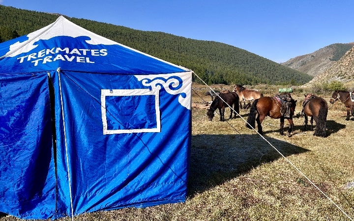 Mongolian horses during our horseback riding tour