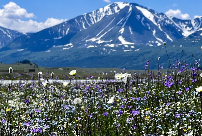 wild flowers in Altai Tavan Bogd national park