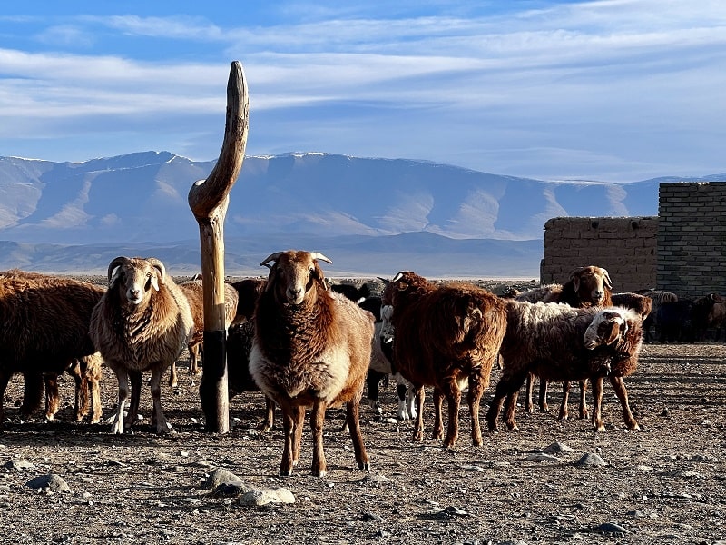 Mongolian Altai sheep