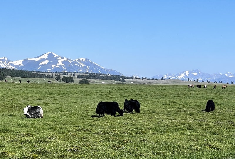 Mongolian yaks grazing