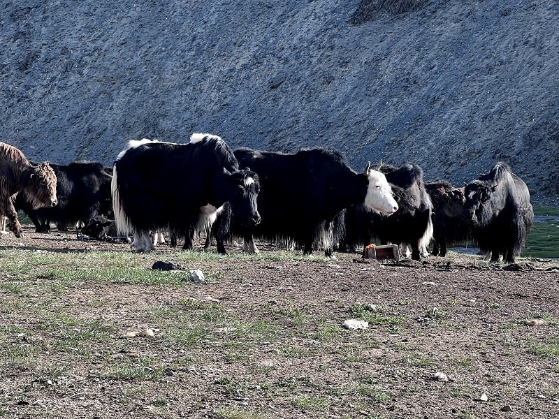 Mongolian yaks