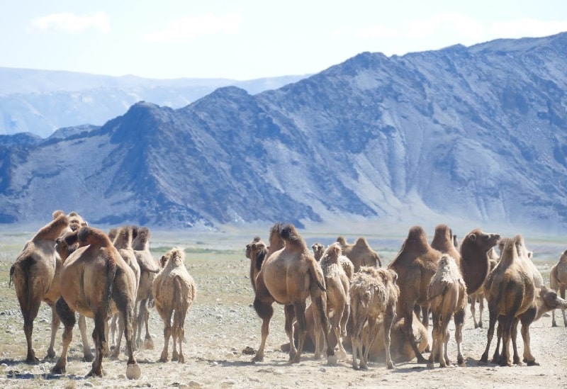 Mongolia Altai Mountains Tours