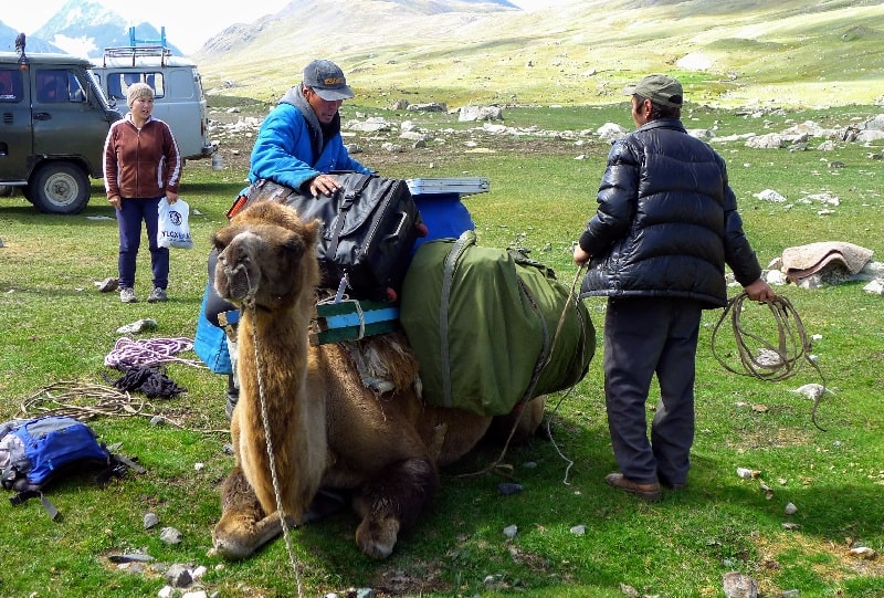 pack camel loading