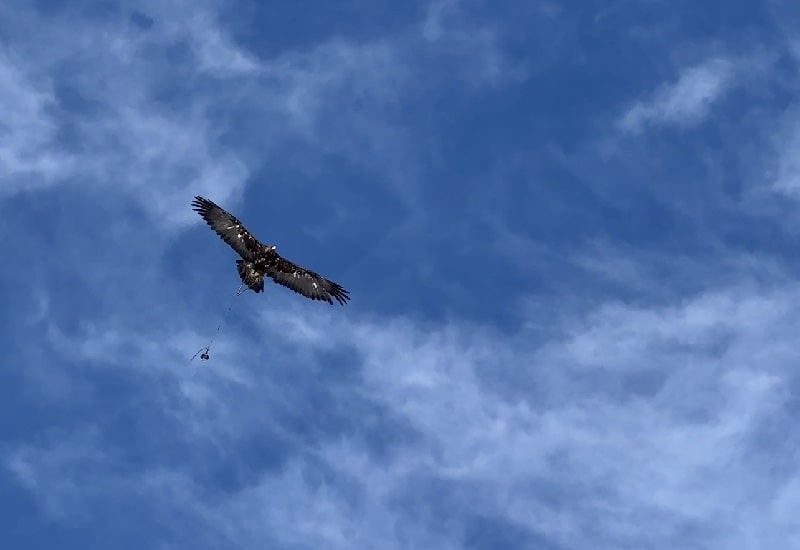 golden eagle - Eagle Hunters Mongolia