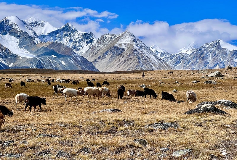 herds and Tavan Bogd peaks