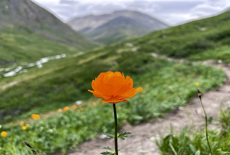 wild flower on our trekking route