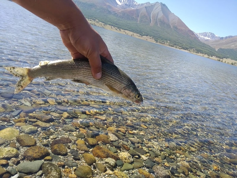 Fresh water lake fish